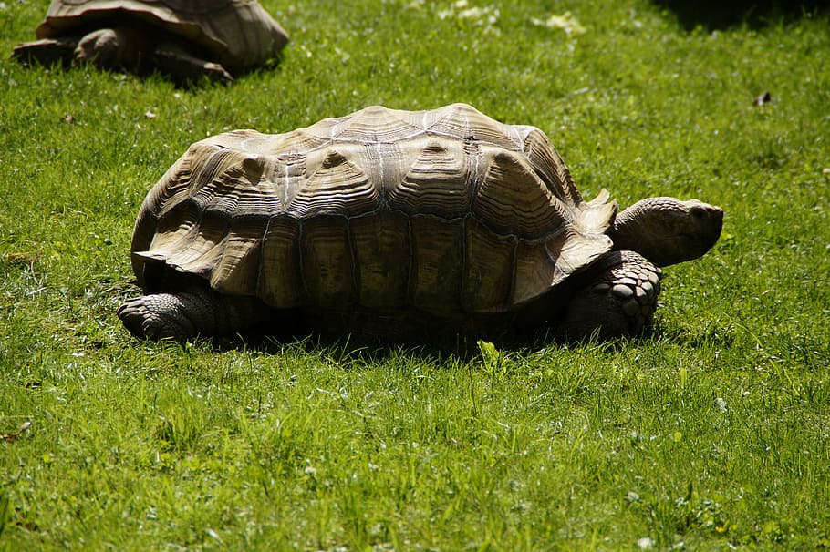želva, obří želva, obrněný vůz, obrněný, zvíře, plaz, pomalu, stvoření, zoo, africké pobídl želvy, tráva, zvířat, rostlina, jednoho zvířete, obratlovců, Příroda, zvířata ve volné přírodě, nikdo, den, zelená barva, zvířecí shell, pole, skořápka želvy, přistát, shell, venku, býložravý, 5K