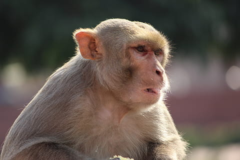 monkey sit, abe, dyr, natur, sidder, nuttet, vild, dyreliv, jungle, grøn, pattedyr, træ, primat, et dyr, dyr i naturen, hvirveldyr, fokus på forgrunden, leder, ingen mennesker, kigger væk, tæt på, dag, hår, udendørs, dyr kropsdel, bavian, 5K, CC0, offentligt domæne, royaltyfrie