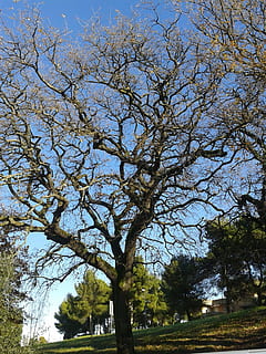 albero, rami, natura, pianta, alberi, spoglio, rami contorti, struttura, giardino, nessuno, giorno, ramo, all'aperto, cielo, crescita, tronco d'albero, la tranquillità, tronco, bellezza nella natura, Inquadratura dal basso, terra, campo, luce del sole, parco, scena tranquilla, cielo sereno, baldacchino di albero, 2K, CC0, dominio pubblico, privo di copyright