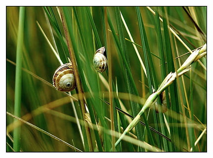 snegl, skal, tæt, snegl shell, mollusk, dyr, snegle, fauna, dyr verden, flora, makro, makrofotografering, plante, kravle, natur, snegle skaller, bløddyr, græs, græsser, halm, blade af græs, eng, Halme, eng græs, grøn, dyre temaer, dyreliv, dyr i naturen, et dyr, overfør print, ingen mennesker, hvirvelløse, tæt på, dyreskal, dag, automatisk postproduktionsfilter, vækst, grøn farve, udendørs, græsblad, 2K, CC0, offentligt domæne, royaltyfrie