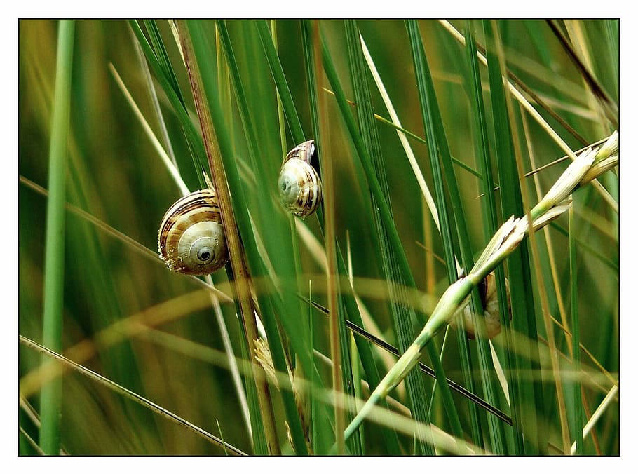 cargol, shell, tancar, closca de cargol, mol·lusc, animals, cargols, animal, fauna, món animal, flora, macro, fotografia macro, planta, gatejar, naturalesa, cargols de cargol, mol·luscs, herba, herbes, halm, fulles d'herba, prat, halme, herba del prat, verd, temes d'animals, fauna animal, animals a la natura, un animal, transferir impressió, cap gent, invertebrat, primer pla, closca d’animals, dia, filtre de producció automàtica, creixement, color verd, a l'aire lliure, fulla d'herba, 2K