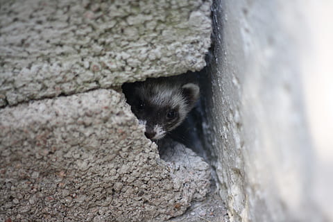 Huron, animali domestici, furetti, animale, mammifero, carina, piccolo, all'aperto, gatto domestico, un animale, temi animali, vertebrato, nessuno, giorno, fauna selvatica, animali allo stato selvatico, sbirciando, roccia, solido, procione, caratteristica della parete, domestico, roccia - oggetto, colore nero, messa a fuoco selettiva, testa di animale, baffo, 4K, CC0, dominio pubblico, privo di copyright