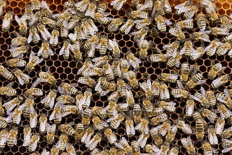 zwerm, bijen, bijenkorf, kammen, insect, natuur, honing, imker, honingraatstructuur, honingbij, honing kammen, werk, bijen fokken, bijen houden, volledig kader, achtergronden, honingraat, bijenteelt, dierlijke thema's, dieren in het wild, dierenleven, dier, bij, groep dieren, overvloed, detailopname, geen mensen, ongewerveld, grote groep dieren, grote groep objecten, dag, 4K, CC0, publiek domein, royaltyvrij