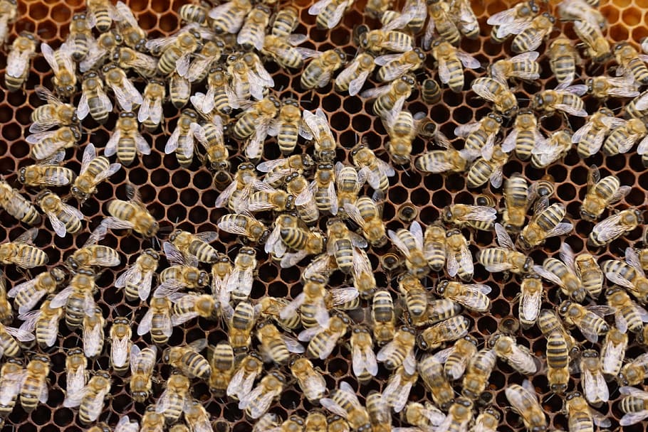eixam, abelles, rusc, pinta, insecte, naturalesa, mel, apicultor, estructura de bresca, mel d'abella, Peixos de mel, treballar, cria d'abelles, apicultura, marc complet, fons, bresca, temes d'animals, animals a la natura, fauna animal, animal, abella, grup d’animals, abundància, primer pla, cap gent, invertebrat, gran grup d’animals, gran grup d'objectes, dia, 4K