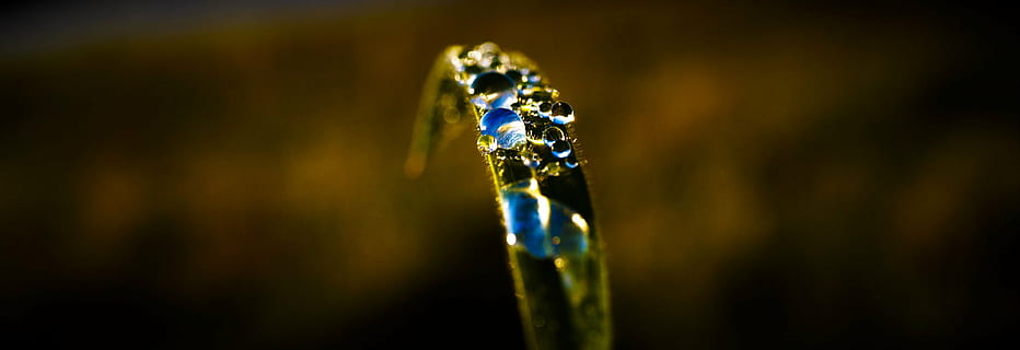 cel, herba, reflexió, prat, primer pla, cap gent, riquesa, sol objecte, a l'interior, enfocament selectiu, tir de l'estudi, joieria, naturalesa, material de fusta, luxe, diamant - pedres precioses, centrar-se en primer pla, pedres precioses, brillant, refracció, elegància, anell de noces, salut i medicina, joia preciosa, 2K, CC0, domini públic, lliure de regalies