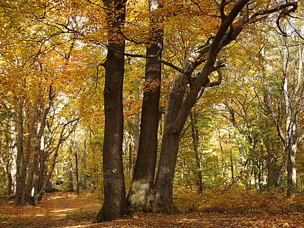faggeta, faggio, foresta, natura, albero, colori, autunno, albero deciduo, giallo, Repubblica Ceca, Bučina, foglie d'autunno, le montagne del minerale, le foglie, foresta storta, pianta, terra, modificare, bellezza nella natura, tronco d'albero, la tranquillità, tronco, crescita, giorno, scenics - natura, bosco, nessuno, scena tranquilla, scena non urbana, parte vegetale, foglia, all'aperto, collezione autunnale, baldacchino di albero, 4K, CC0, dominio pubblico, privo di copyright