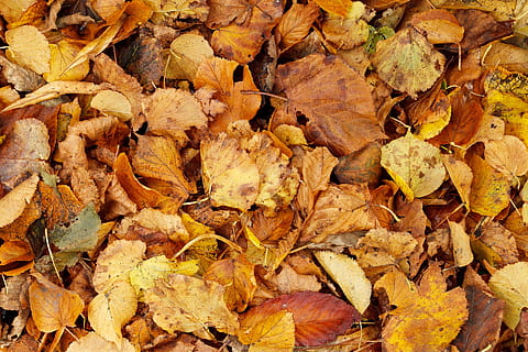 autumn, backdrop, background, bright, brown, bunch, dry, fall, flora, foliage, leaf, leaves, nature, orange, pattern, season, seasonal, texture, wallpaper, yellow, full frame, backgrounds, change, plant part, abundance, no people, day, large group of objects, high angle view, land, directly above, close-up, falling, outdoors, beauty in nature, natural condition, autumn collection, 1080P, CC0, public domain, royalty free