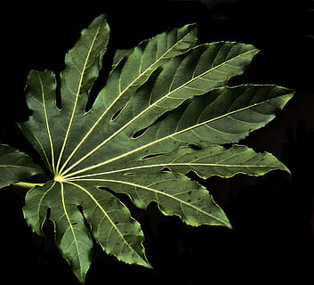 leaf, palmate, darkness, shadows, salford, manchester, hospital, building, moat, recess, flats, north west, shading, colour reduction, tropical, palm, leaves, natural, evergreen, nature, life, home, plant part, green color, growth, plant, beauty in nature, close-up, no people, freshness, leaf vein, outdoors, night, natural pattern, black background, high angle view, tranquility, fragility, 2K, CC0, public domain, royalty free