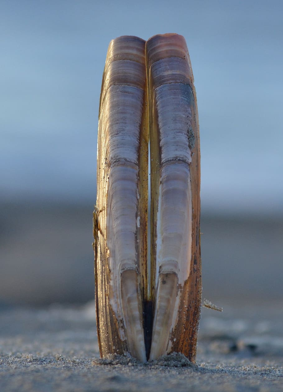 conchiglie, mare, spiaggia, natura, connectedness, senso di sicurezza, terra, concentrarsi sulle conoscenze acquisite, avvicinamento, nessuno, giorno, acqua, animale, all'aperto, bellezza nella natura, cielo, sabbia, un animale, luce del sole, temi animali, la tranquillità, conchiglia, 2K