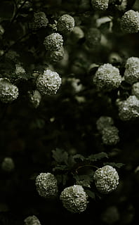 bunga petaled putih, selektif, foto fokus, putih, berkerumun, bunga, hydrangea, daun, semak, gelap, hijau, merapatkan, alam, detail, dedaunan, bunga putih, menanam, keindahan di alam, pertumbuhan, tidak ada orang, fokus selektif, kesegaran, fokus pada latar depan, hari, kerentanan, kerapuhan, warna hijau, di luar rumah, bingkai penuh, suhu dingin, ketenangan, tampilan sudut tinggi, tanaman berbunga, lumut, 5K, CC0, domain publik, bebas royalti