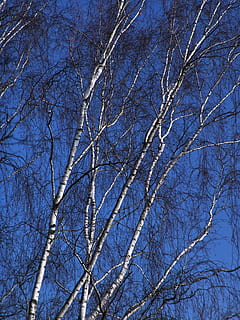 arbre, bedoll, hivern, registre, tronc, tronc de bedoll, naturalesa, temperatura de fred, blau, arbre nu, neu, planta, branca, vista d’angle baix, bellesa a la natura, cap gent, cel, tranquil·litat, dia, a l'aire lliure, cel clar, creixement, Color blanc, escenics - natura, marc complet, planta morta, 2K, CC0, domini públic, lliure de regalies