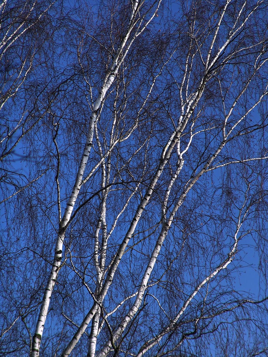 arbre, bedoll, hivern, registre, tronc, tronc de bedoll, naturalesa, temperatura de fred, blau, arbre nu, neu, planta, branca, vista d’angle baix, bellesa a la natura, cap gent, cel, tranquil·litat, dia, a l'aire lliure, cel clar, creixement, Color blanc, escenics - natura, marc complet, planta morta, 2K