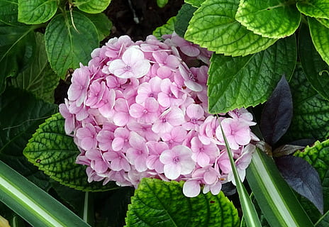hortensja, kwiat, hortensja mophead, hortensja macrophylla, hydrangeaceae, niebieski, krzak, ogród, krzew, Bangalore, Indie, świeżość, piękno natury, roślina, część rośliny, liść, roślina kwitnąca, kolor różowy, wzrost, płatek, zbliżenie, wrażliwość, kruchość, Natura, kwiatostan, żadnych ludzi, głowa kwiatu, dzień, na dworze, wiosna, liliowy, bukiet kwiatów, 2K, CC0, domena publiczna, darmowe zdjęcia