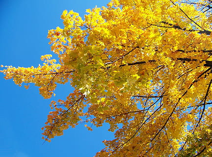 amarelo, maple, árvore, sai, outono, bordo, árvore, filiais, folha, mudança, natureza, plantar, beleza na natureza, visão de baixo ângulo, crescimento, céu, ramo, dia, ninguém, céu limpo, planta com flores, azul, flor, parte da planta, ao ar livre, folha de Carvalho, condição natural, diretamente abaixo, Flor de cerejeira, 2K, CC0, domínio público, royalty free