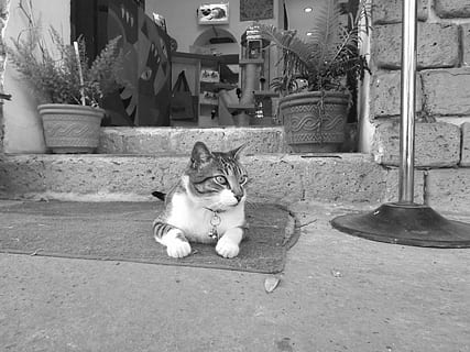 chat, contribution, animal de compagnie, animaux domestiques, national, félin, chat domestique, mammifère, un animal, vertébré, séance, portrait, personne, relaxation, regarder la caméra, plante en pot, journée, la nature, moustache, 4K, CC0, domaine public, libre de droits