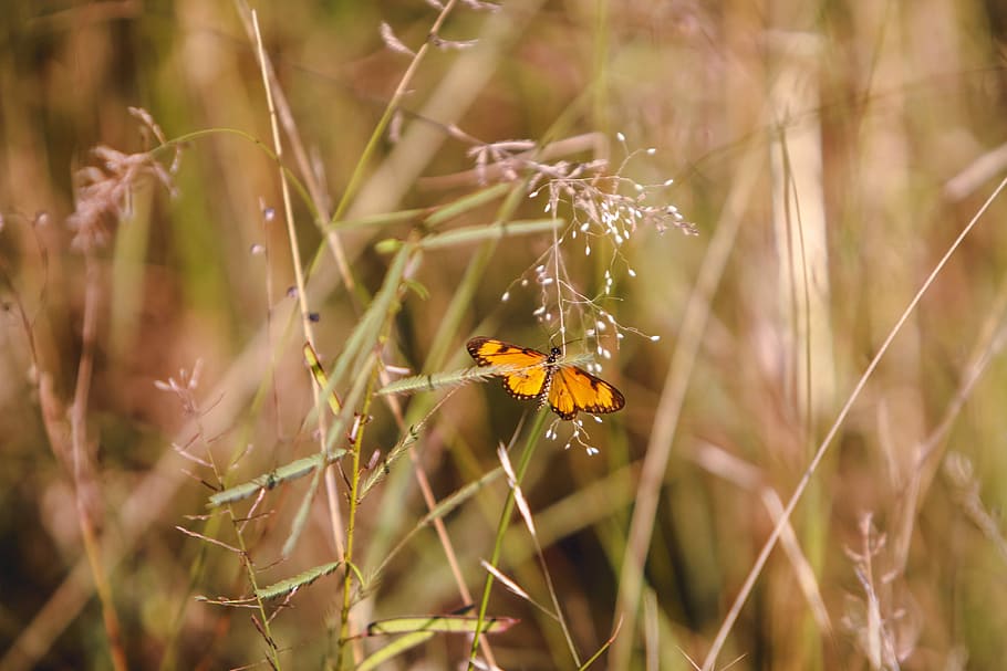 giallo, farfalla, verde, erba, selettivo, fotografia a fuoco, campo, insetto, arancia, temi animali, fauna selvatica, invertebrato, pianta, animale, animali allo stato selvatico, un animale, avvicinamento, natura, bellezza nella natura, fragilità, nessuno, giorno, crescita, ala animale, farfalla - insetto, concentrarsi sulle conoscenze acquisite, vulnerabilità, fiore, all'aperto, impollinazione, 5K