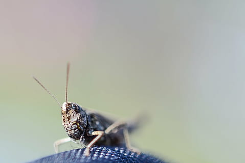 Heuschrecke, Makro, Tentakeln, Insekt, Fehler, Fauna, Tiere, Orthoptera, Gras, Grün, Sitzung, springen, hop, Lebewesen, Nahansicht, Natur, ein Tier, wirbellos, Tierthemen, Tier, Tierwelt, Tiere in freier Wildbahn, Tierkörperteil, selektiver Fokus, keine Leute, extreme Nahaufnahme, Tag, Tierantenne, kopieren sie platz, Zoologie, draußen, Tierflügel, Tierbein, Tierauge, 4K, CC0, gemeinfrei, lizenzfrei