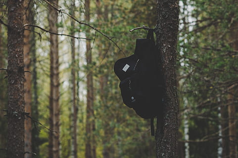negre, motxilla, penjant, arbre, escorça, fons borrós, branques, la llum del dia, medi ambient, focus, bosc, paisatge, fulles, naturalesa, a l'aire lliure, parc, escènic, viatjar, arbres, troncs, boscos, planta, tronc de l'arbre, tronc, terra, centrar-se en primer pla, cap gent, creixement, dia, tranquil·litat, color negre, escena tranquil·la, material de fusta, bellesa a la natura, remot, 5K, CC0, domini públic, lliure de regalies