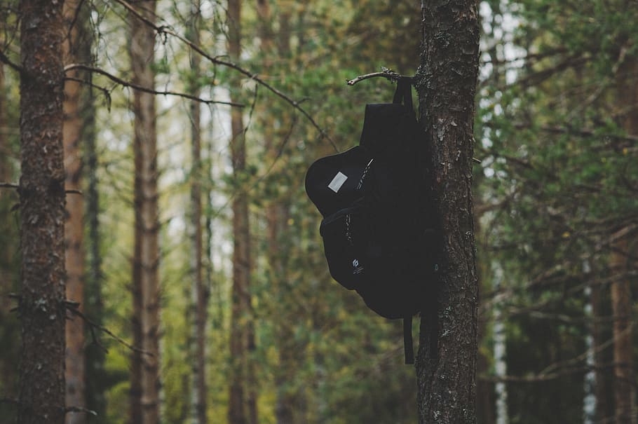 negre, motxilla, penjant, arbre, escorça, fons borrós, branques, la llum del dia, medi ambient, focus, bosc, paisatge, fulles, naturalesa, a l'aire lliure, parc, escènic, viatjar, arbres, troncs, boscos, planta, tronc de l'arbre, tronc, terra, centrar-se en primer pla, cap gent, creixement, dia, tranquil·litat, color negre, escena tranquil·la, material de fusta, bellesa a la natura, remot, 5K