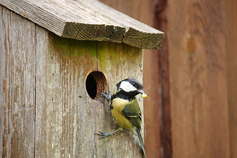 titmouse, fugl, forår, naturlig, dyrt, træ - materiale, dyre temaer, et dyr, dag, udendørs, bygget struktur, hvirveldyr, dyr, dyreliv, dyr i naturen, ingen mennesker, birdhouse, arkitektur, tæt på, fokus på forgrunden, stor tit, natur, perching, hul, spætte, 2K, CC0, offentligt domæne, royaltyfrie