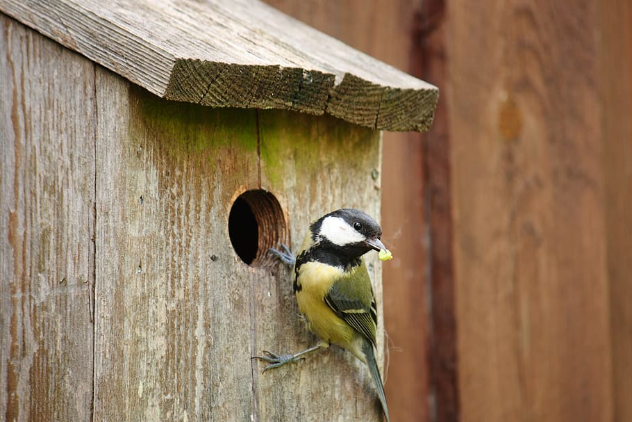 titmouse, fugl, forår, naturlig, dyrt, træ - materiale, dyre temaer, et dyr, dag, udendørs, bygget struktur, hvirveldyr, dyr, dyreliv, dyr i naturen, ingen mennesker, birdhouse, arkitektur, tæt på, fokus på forgrunden, stor tit, natur, perching, hul, spætte, 2K