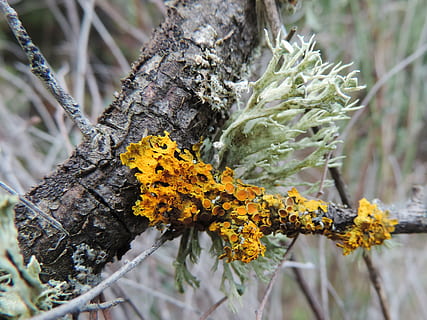 korstmos, romp, Bos, schors, korstmossen, fabriek, groei, schoonheid in de natuur, boom, natuur, detailopname, bloeiende plant, geel, bloem, kwetsbaarheid, focus op de voorgrond, boomstam, dag, breekbaarheid, geen mensen, selectieve aandacht, buitenshuis, tak, bloemhoofd, 2K, CC0, publiek domein, royaltyvrij