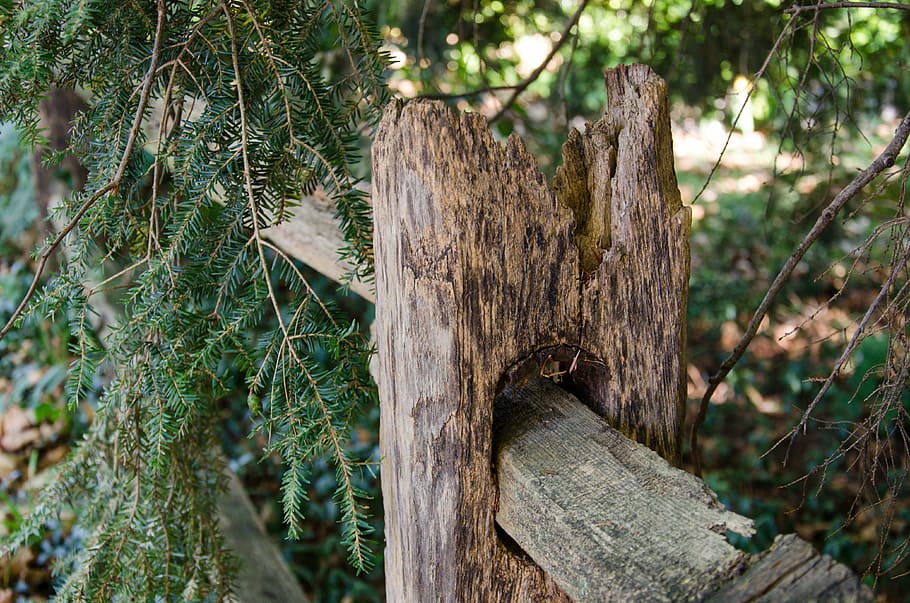 recinto, intemperie, estate, albero, tronco d'albero, legno - materiale, nessuno, natura, giorno, pianta, foresta, tronco, terra, concentrarsi sulle conoscenze acquisite, crescita, all'aperto, avvicinamento, la tranquillità, abbaiare, bellezza nella natura, luce del sole, legna, 4K