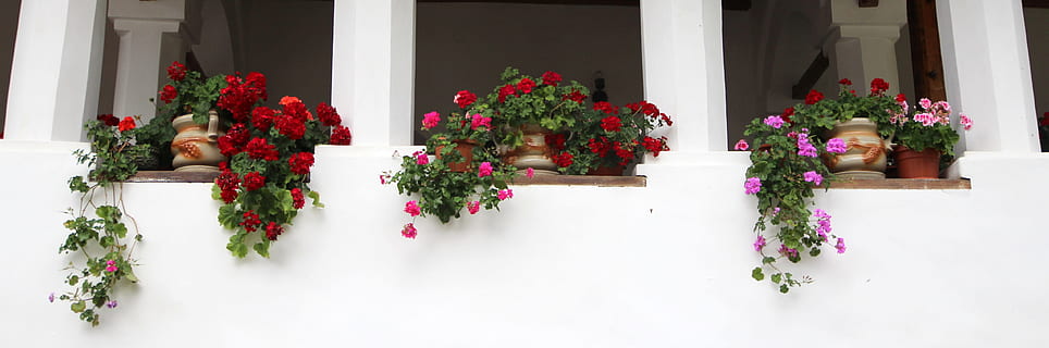 Basso, fotografia ad angolo, rosso, rosa, fiori petalo, angolo basso, fotografia, fiori, pentole, finestra, rustico, preparativi, fiore, Casa, nessuno, architettura, decorazione, all'aperto, porta, esterno dell'edificio, struttura costruita, pianta fiorita, pianta, natura, freschezza, bellezza nella natura, crescita, vulnerabilità, fragilità, pianta in vaso, vaso di fiori, giorno, Colore bianco, composizione floreale, mazzo, testa di fiore, 4K, CC0, dominio pubblico, privo di copyright