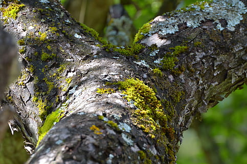 tree, tree bark, home, bark, wood, log, tribe, close, apple tree, moss, weave, tree trunk, trunk, close-up, textured, selective focus, focus on foreground, no people, growth, day, rough, plant, lichen, nature, weathered, outdoors, plant bark, pattern, textured effect, 4K, CC0, public domain, royalty free