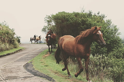 animaux, les équidés, galopant, herbe, les chevaux, route, bétail, plante, arbre, animal, thèmes animaux, national, cheval, animaux domestiques, mammifère, vertébré, la faune des animaux, ciel clair, groupe d'animaux, ciel, la nature, journée, transport, croissance, herbivore, personne, en plein air, 4K