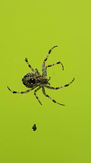 edderkopp, kryss, insekt, ett dyr, leddyr, dyre temaer, dyreliv, arachnid, virvelløse, dyr, dyr i naturen, nærbilde, zoologi, grønn farge, ingen folk, kopiere plass, spindelvev, gul, utendørs, farget bakgrunn, natur, dyr bein, 2K, CC0, offentlig domene, opphavsrett gratis