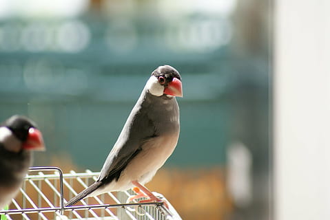 Java-Spatz, Sakura Java Spatz, Hand reiten Java-Spatz, Vogel, Tiere in freier Wildbahn, Tierthemen, Tierwelt, ein Tier, Tag, keine Leute, draußen, hocken, Natur, Wirbeltier, Tier, Fokus auf den Vordergrund, Nahansicht, Seitenansicht, selektiver Fokus, Wasser, Schnabel, 2K, CC0, gemeinfrei, lizenzfrei
