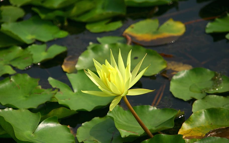 klitschko, sigui o no, k, full, part de la planta, flor, planta, aigua, nenúfar, planta amb flors, llac, bellesa a la natura, frescor, primer pla, color verd, vulnerabilitat, naturalesa, creixement, cap gent, fragilitat, groc, flotant a l'aigua, cap de flor, a l'aire lliure, nenúfar de lotus, primavera, puresa, 1080P