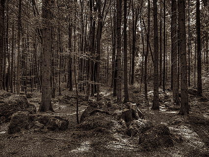 druido, boschetto, foresta, radice dell'albero, druido boschetto, radice, Parco Nazionale, coperto di vegetazione, natura, ombra, muschio, albero, bosco, paesaggio, all'aperto, Paesaggi, nessuno, tronco d'albero, area selvaggia, la tranquillità, pianta, terra, tronco, crescita, scena non urbana, bellezza nella natura, giorno, scena tranquilla, scenics - natura, ambiente, a distanza, 4K, CC0, dominio pubblico, privo di copyright