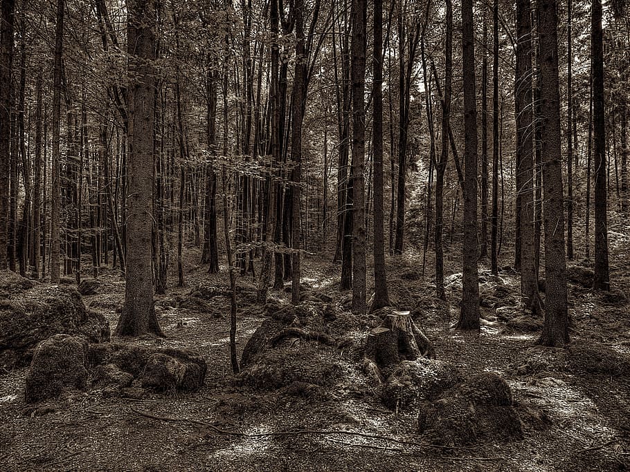 druida, arbreda, bosc, arrel de l’arbre, Druid Grove, arrel, Parc Nacional, cobert, naturalesa, ombra, molsa, arbre, paisatge, a l'aire lliure, escenics, cap gent, tronc de l'arbre, paisatges, àrea salvatge, tranquil·litat, planta, terra, tronc, creixement, escena no urbana, bellesa a la natura, dia, escena tranquil·la, escenics - natura, medi ambient, remot, 4K