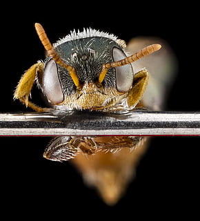albină, macro, cap, insectă, gândac, macrotera latior, masculin, polenizator, natură, montat, agricultură, antene, ochi, a închide, u, s, studiu geologic, animale tematice, nevertebrat, studio shot, animal, un animal, Fundal negru, animale sălbatice, animale în sălbăticie, reflecţie, nici o persoana, animal aripă, în interior, zoologie, partea corpului animalului, artropod, selectiv, extreme close-up, ochi de animale, 2K, CC0, domeniu public, fără drepturi de autor