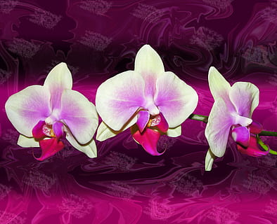 orquídies, textura, composició, fons abstracte, naturalesa, color rosa, flor, planta, pètal, porpra, bellesa a la natura, primer pla, arna d'orquídies, cap de flor, frescor, cap gent, planta amb flors, fragilitat, vulnerabilitat, inflorescència, creixement, dia, full, vista d’angle alt, part de la planta, pol·len, 2K, CC0, domini públic, lliure de regalies