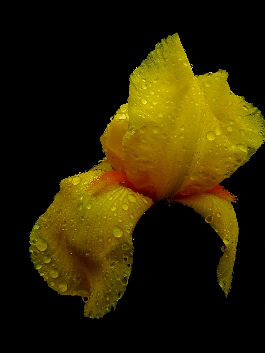 fiore, macro, iris, giallo, natura, primavera, sbocciato, contrasto, far cadere, di, rugiada, luce e ombra, bellezza nella natura, freschezza, vulnerabilità, fragilità, avvicinamento, pianta fiorita, girato in studio, pianta, infiorescenza, petalo, acqua, testa di fiore, sfondo nero, bagnato, nessuno, all'aperto, goccia di pioggia, 4K