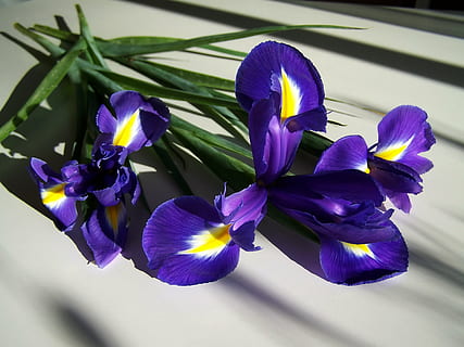 fleur-de-lis, mėlyna, pavasario gėlė, pobūdį, orchidėja, gėlė, violetinė, augalų, žiedlapis, gėlių galva, žydintys augalai, pažeidžiamumas, trapumas, šviežumas, grožis gamtoje, Iš arti, žiedynas, augimą, nėra žmonių, dieną, saulės šviesa, lauke, sutelkti dėmesį į naujas žinias, iris, rainelės augalas, 2K, CC0, Viešasis domenas, nemokamai