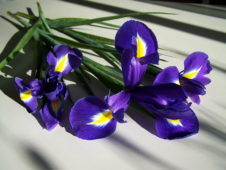 flor de lis, blau, flor de primavera, naturalesa, orquídies, flor, porpra, planta, pètal, cap de flor, planta amb flors, vulnerabilitat, fragilitat, frescor, bellesa a la natura, primer pla, inflorescència, creixement, cap gent, dia, llum solar, a l'aire lliure, centrar-se en primer pla, iris, iris - planta, 2K