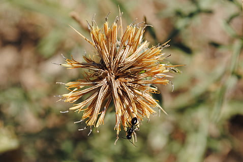 formiga, dent de lleó, camp, primavera, bellesa, primavera, bellesa, naturalesa, plantes, flors silvestres, primer pla, groc, vegetals, macro, flors, flor, flor groga, color, colorit, pètals, detall, colors, paisatge mediterrani, pistils, rodó, flor silvestre, floració, verd, la vida, leon, dents, flora salvatge, efímera, núvols, feble, planta, a l'aire lliure, dia, cap gent, centrar-se en primer pla, bellesa a la natura, creixement, invertebrat, planta amb flors, fragilitat, insecte, animal, temes d'animals, fauna animal, vulnerabilitat, un animal, animals a la natura, enfocament selectiu, cap de flor, Planta esvaïda, polinització, 2K, CC0, domini públic, lliure de regalies