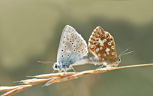 männlich, weiblich, verbreitet, Schmetterlinge, Insekt, Natur, Leben, Schmetterling - Insekt, Tiere in freier Wildbahn, Tierthemen, Nahansicht, Tierwelt, ein Tier, Tag, draußen, wirbellos, Tier, Tierflügel, Pflanze, Schönheit in der Natur, keine Leute, Fokus auf den Vordergrund, Blume, Pflanzenteil, 2K, CC0, gemeinfrei, lizenzfrei