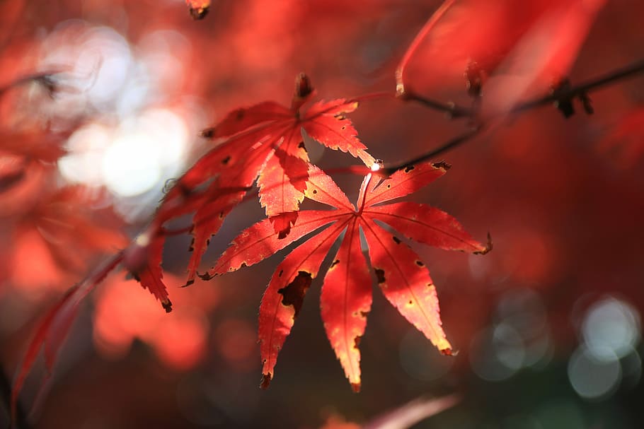 selektiv, fokus foto, rød, palmate, blade, blad, afdeling, træ, orange, efterår, plante del, plante, lave om, skønhed i naturen, natur, tæt på, ahorn blad, ahorntræ, ingen mennesker, fokus på forgrunden, selektiv fokusering, orange farve, udendørs, dag, baggrunde, efterårssamling, blødt fokus, naturlig tilstand, 5K