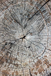 dřevo, kufr, strom, kmen stromu, textura, pohár, řezané, staré dřevo, dřevorytec, páskové dřevo, log, Pozadí, obrázek, prasklý, kůra, dřevo - materiál, pařez, strom prsten, celý rám, texturou, rostlina, detail, nikdo, průřezu, přírodní vzor, vzor, Příroda, den, venku, soustředný, efekt, 1080P, CC0, veřejná doména, bez autorských práv