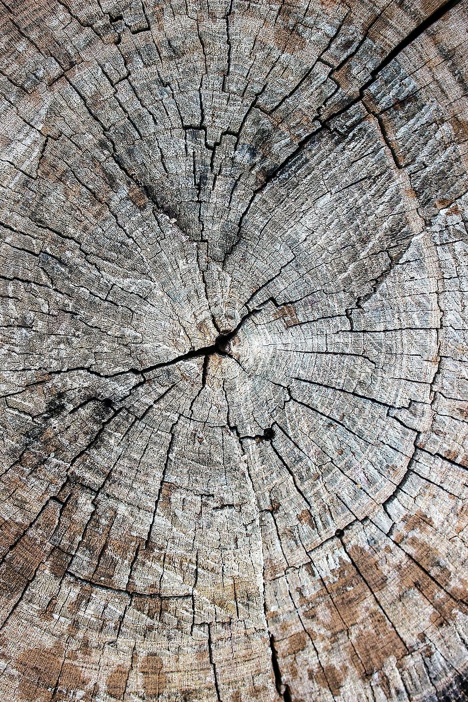 fusta, tronc, arbre, tronc de l'arbre, textura, tassa, serrada, fusta vella, llenyataire, fusta de ratlles, registre, material de fusta, fons, imatge, esquerdat, escorça, monstre de l'arbre, anell d’arbre, marc complet, planta, primer pla, cap gent, secció transversal, patró natural, patró, naturalesa, dia, a l'aire lliure, concèntric, gra de fusta, efecte texturat, 1080P