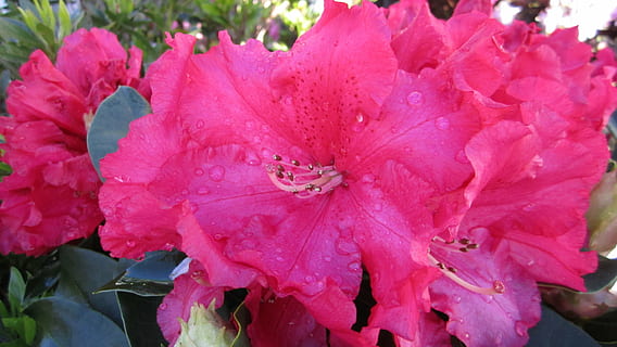 Azalee, Tau, Frühling, Blume, blühende Pflanze, Pflanze, Blütenblatt, Wachstum, Schönheit in der Natur, Zerbrechlichkeit, Verletzlichkeit, Frische, Nahansicht, pinke Farbe, Blütenstand, Blütenkopf, fallen, nass, Natur, Wasser, Pollen, keine Leute, Tag, draußen, Regentropfen, Blumenstrauß, 4K, CC0, gemeinfrei, lizenzfrei