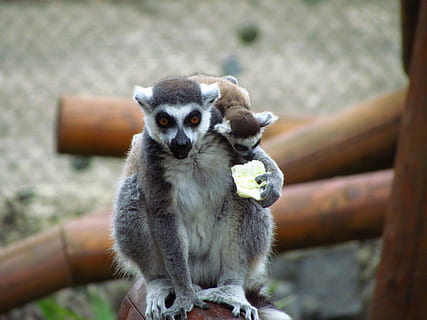 lemar, publicació, zoo, un animal, mamífer, lemur, centrar-se en primer pla, animals a la natura, primat, fauna animal, dia, gent, assegut, retrat, a l'aire lliure, mirant la càmera, vertebrats, mirant, celebració, 4K, CC0, domini públic, lliure de regalies