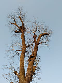 winter, tree, without leaves, sky, bare tree, plant, branch, low angle view, no people, clear sky, tranquility, tree trunk, nature, trunk, day, dead plant, beauty in nature, outdoors, scenics - nature, tranquil scene, dry, dried plant, arid climate, climate, 4K, CC0, public domain, royalty free