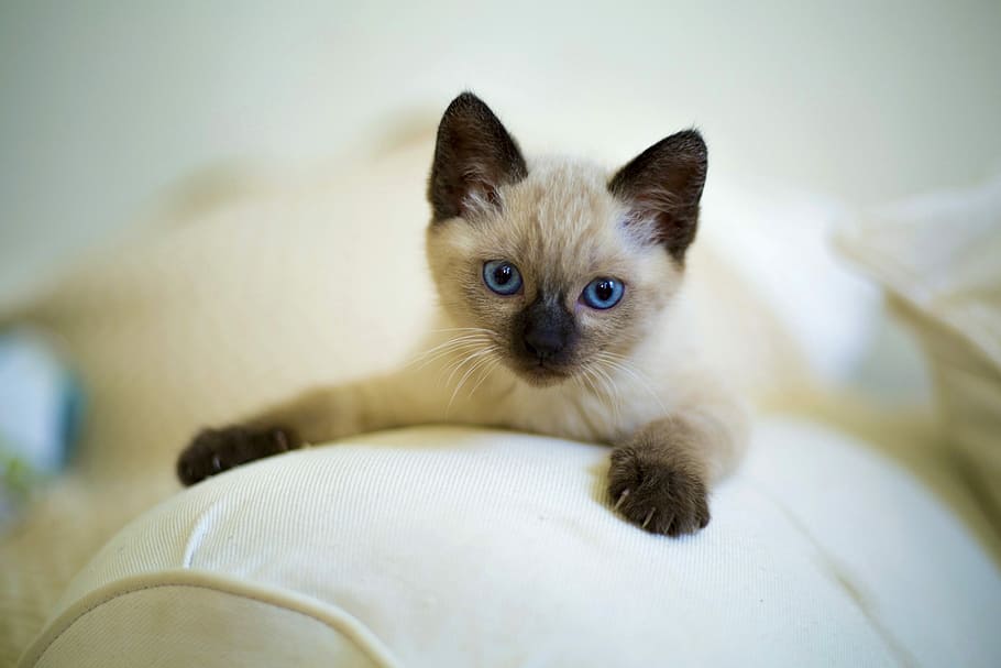gatto soriano grigio, carina, gatto, animale domestico, gattino, mammiferi, poco, tailandese, siamese, occhi blu, animali, casa, domestico, animali domestici, animale, gatto domestico, un animale, temi animali, mammifero, felino, giovane animale, parte del corpo animale, guardando la fotocamera, ritratto, rilassamento, in casa, testa di animale, nessuno, baffo, occhio animale, 5K