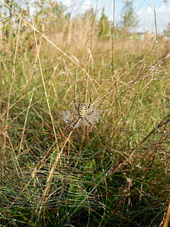 pavouk, pavučina, hmyz, dewdrop, Příroda, síť, zavřít, jednoho zvířete, zvíře, zvířat, zvířata ve volné přírodě, rostlina, nikdo, zaměřit se na popředí, den, bezobratlý, růst, tráva, detail, přistát, obratlovců, selektivní zaměření, zelená barva, venku, 2K, CC0, veřejná doména, bez autorských práv